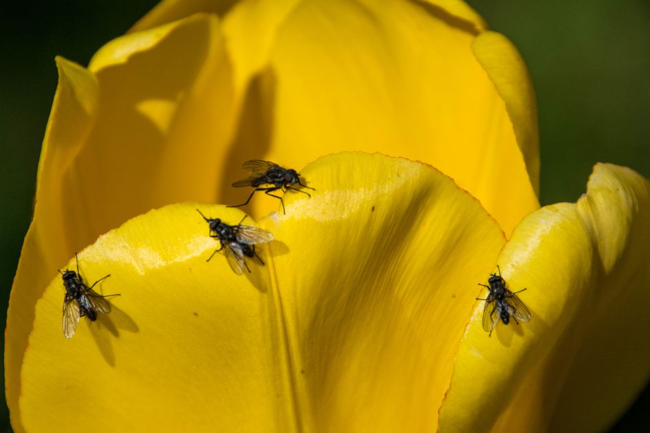 Heeft iemand een iedee welke vliegen op de tulp zitten?